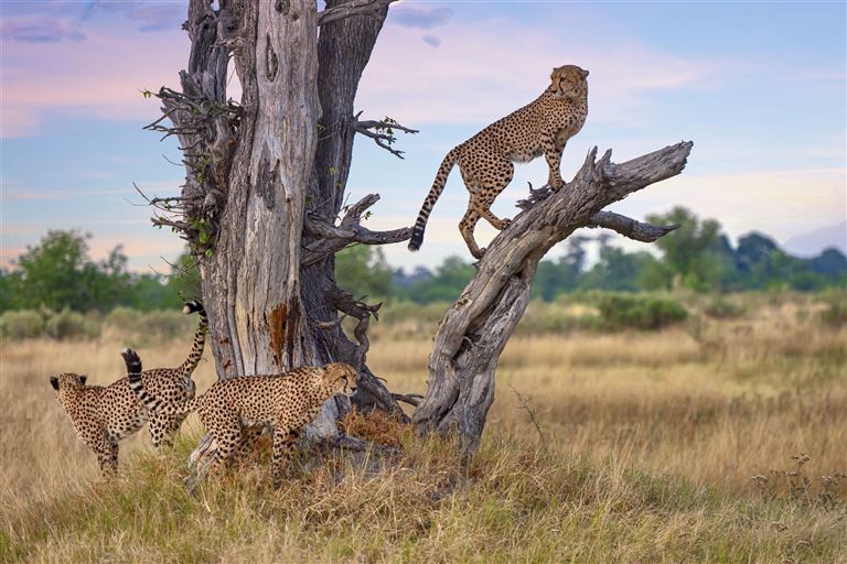 Botswana - Safaritraum mit Natural Selection ©guenterguni/istock